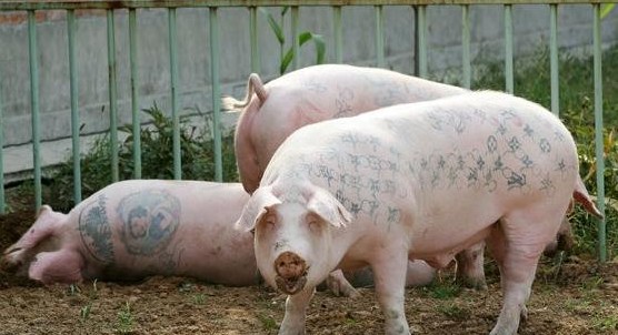 纹身猪过的生活比人好