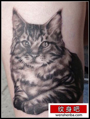 可爱的猫子纹身