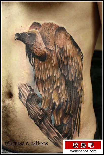 男性腹部一枚权威的秃鹫纹身