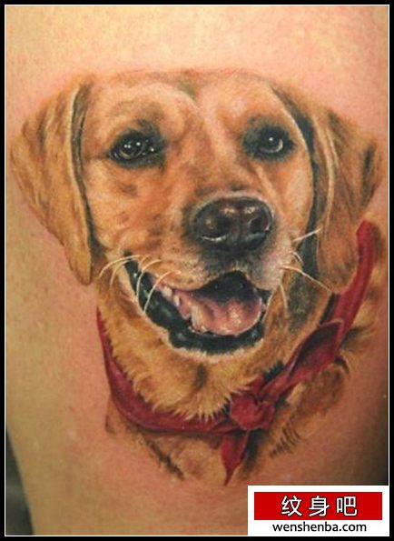介绍一枚金毛犬刺青